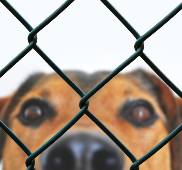 Dog Rescue Sticker Pack