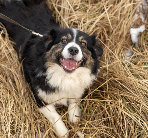 Dog Rescue Calendar 2024